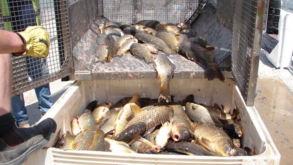 Using cages to catch Carp – Finterest