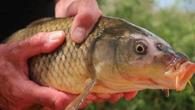 A pair of male hands hold a carp out of the water in dappled light - greenery is visible in the background.