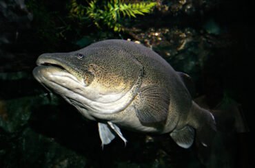 Murray cod underwater