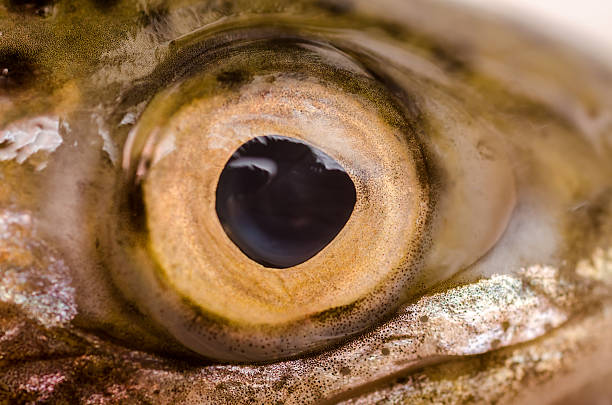 Fish eyes tell an amazing story – Finterest