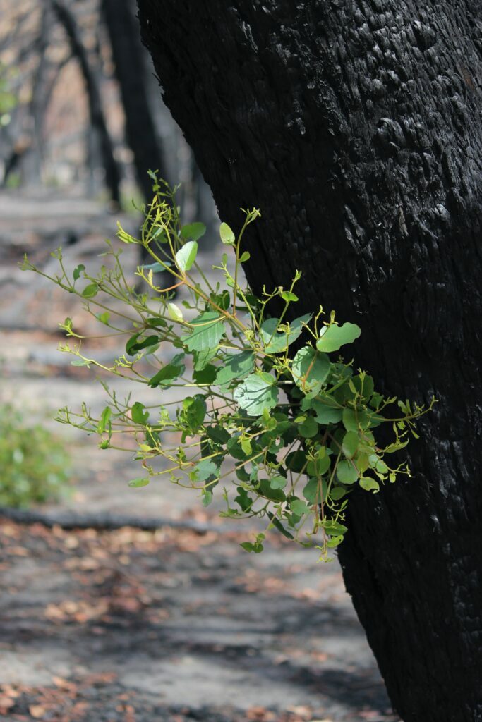 An Australian gum tree sprouts new growth after being damaged by the 2019–20 Black Summer bushfires.