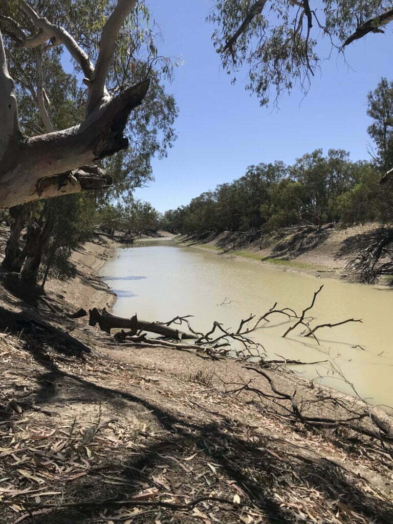 A view of the Darling river from a nearby campsite. Some fallen bush debris in the foreground leads to the river in the middle-ground, and a row of dense bush in the background.