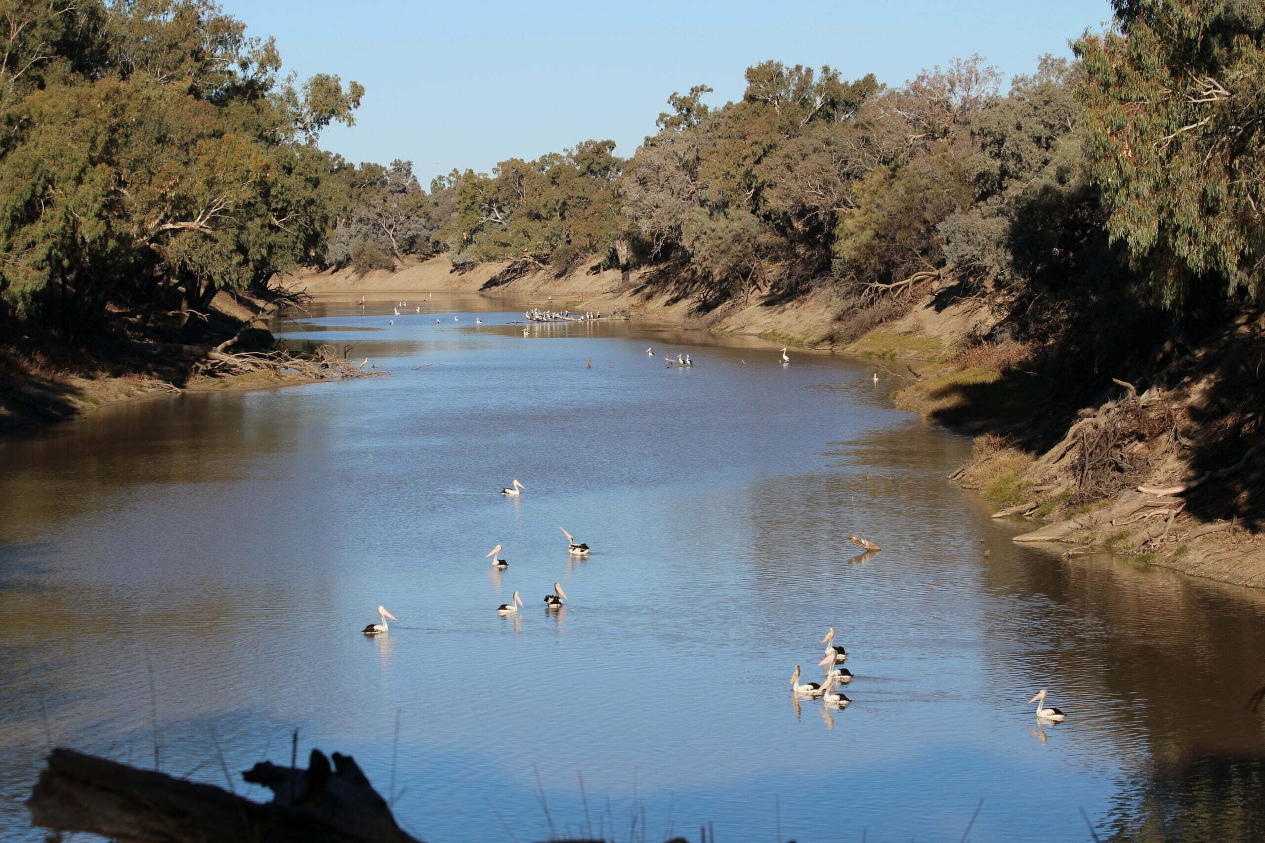 The Darling River is populated by pelicans on a bright sunny day.