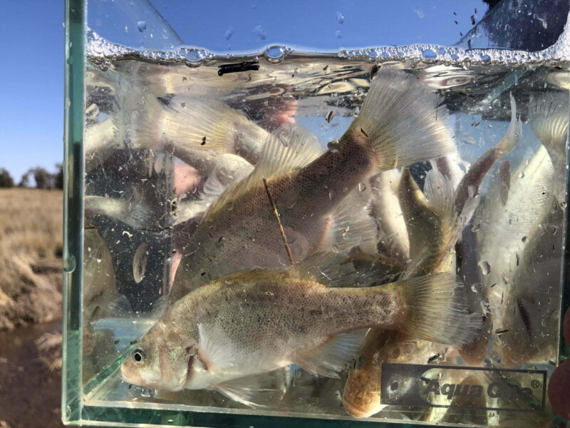 Golden perch juveniles visible in a container near Lake Cawndilla in 2021.