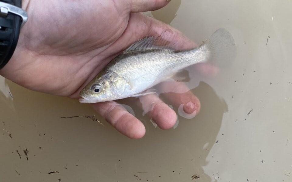 A hand holds a young golden perch above the surface of a river.