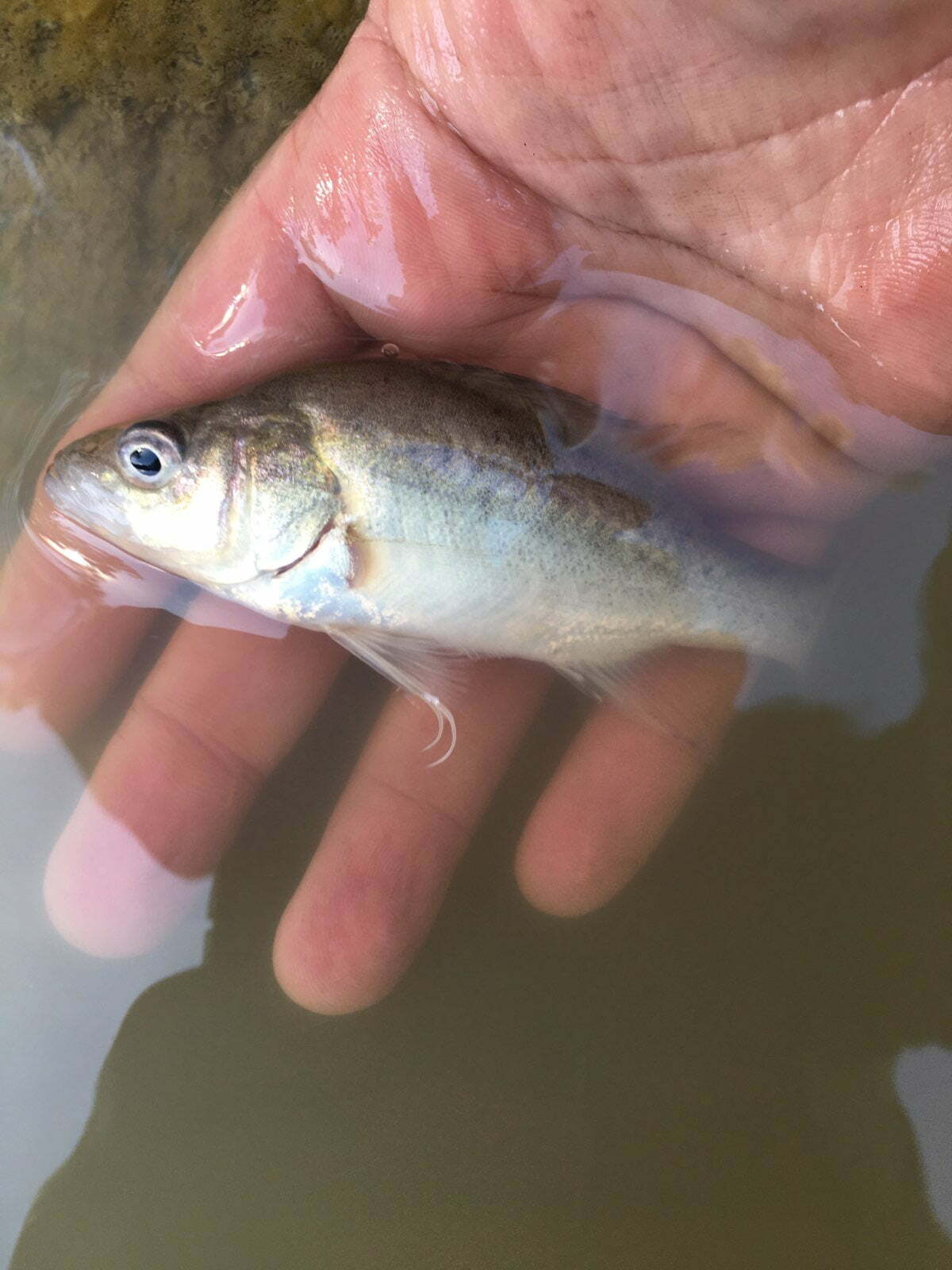 A juvenile golden perch rests in a hand, half-submerged in water, near Menindee Lake.