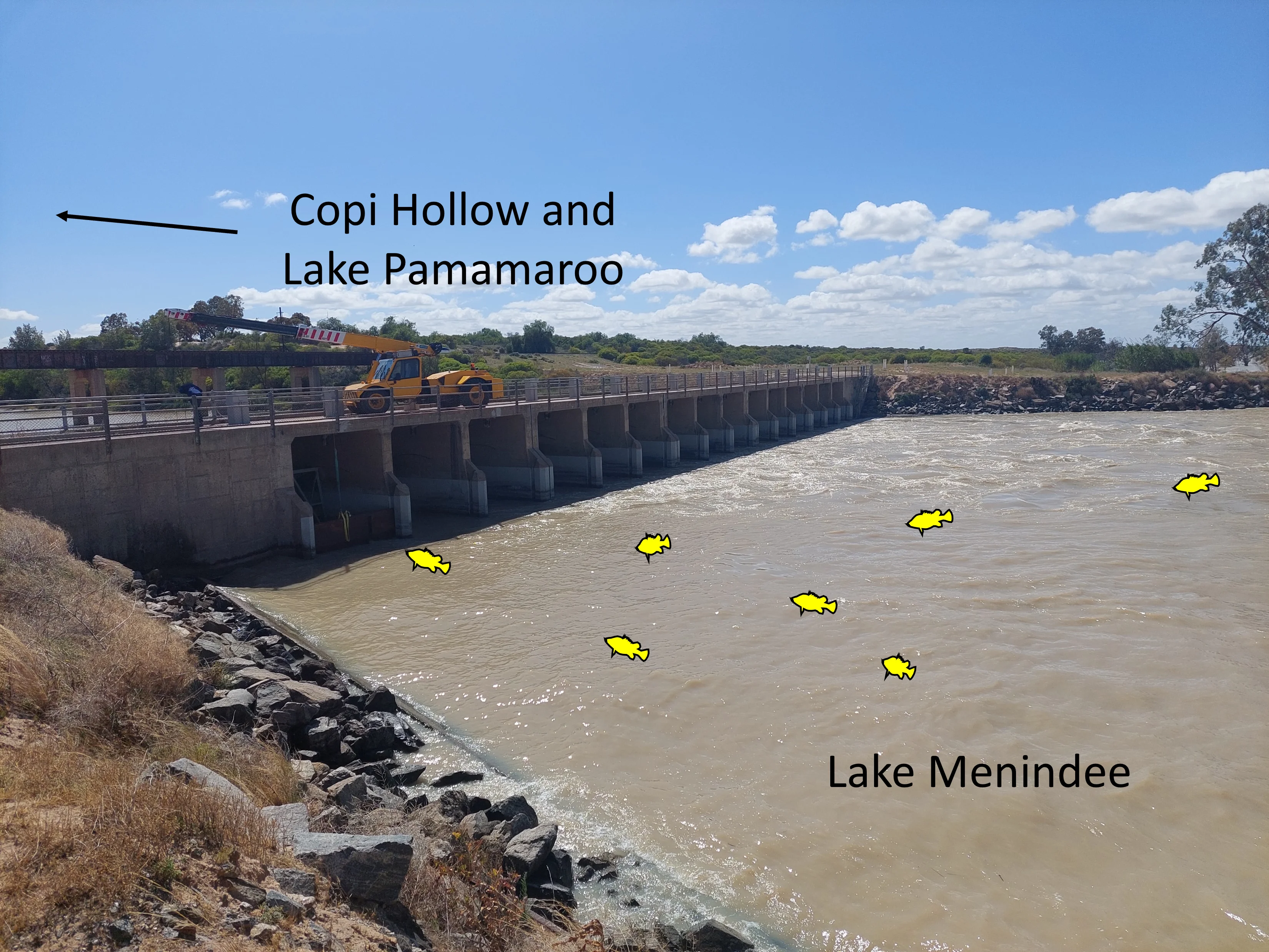 A temporary fish ladder (vertical slot baffles) in one gate of the Lake Menindee inlet regulator in December 2022 to facilitate passage upstream through the regulator from Lake Menindee to Copi Hollow and Lake Pamamaroo. (Credit: NSW DPI Fisheries, WaterNSW).