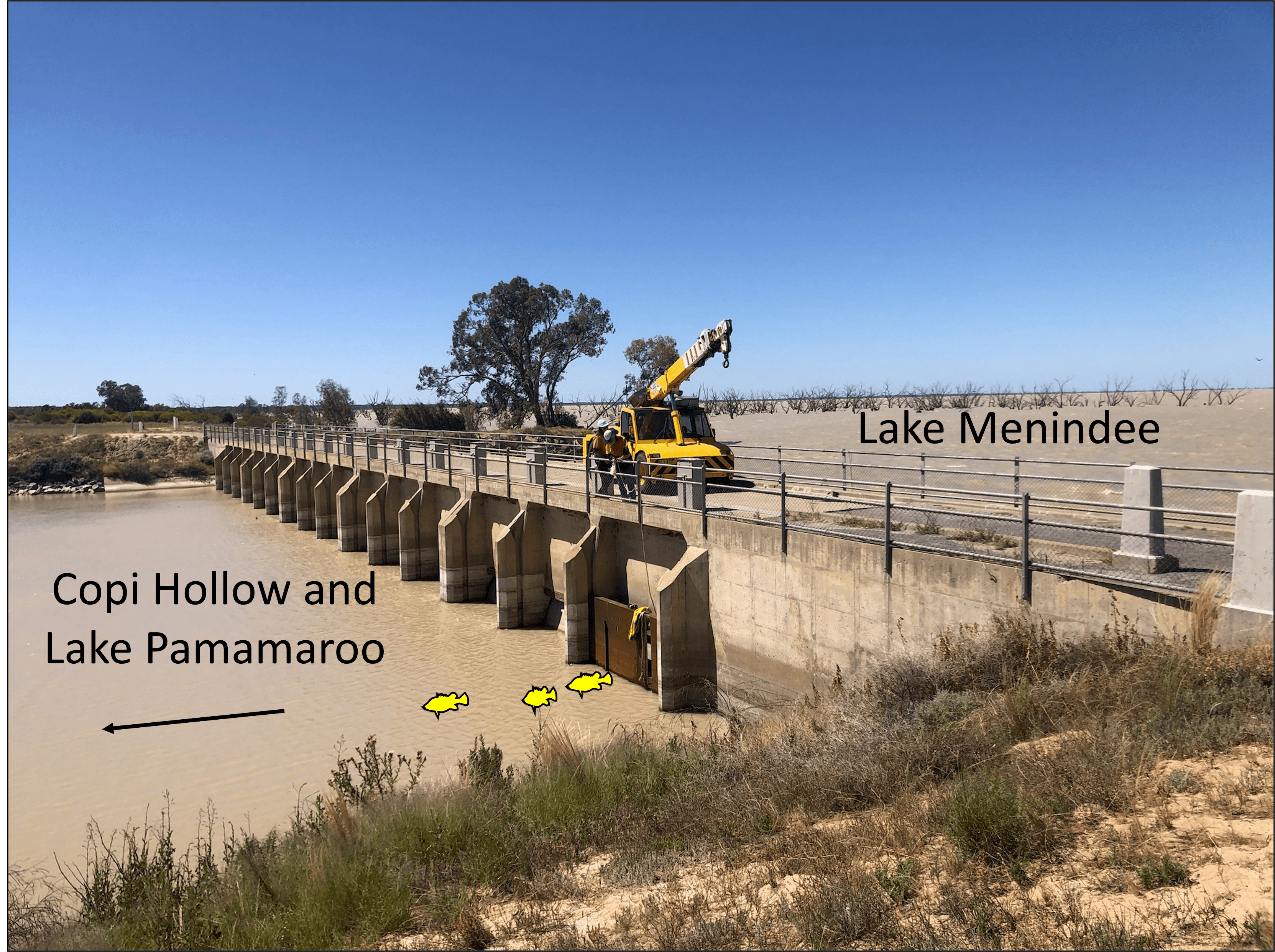 A temporary fish ladder (vertical slot baffles) in one gate of the Lake Menindee inlet regulator in December 2022 to facilitate passage upstream through the regulator from Lake Menindee to Copi Hollow and Lake Pamamaroo. (Credit: NSW DPI Fisheries, WaterNSW).