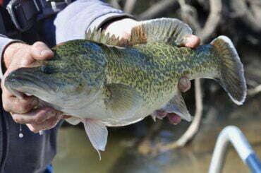 Male hands hold up a Murray cod on a bright sunny day with the Gwydir in the background.