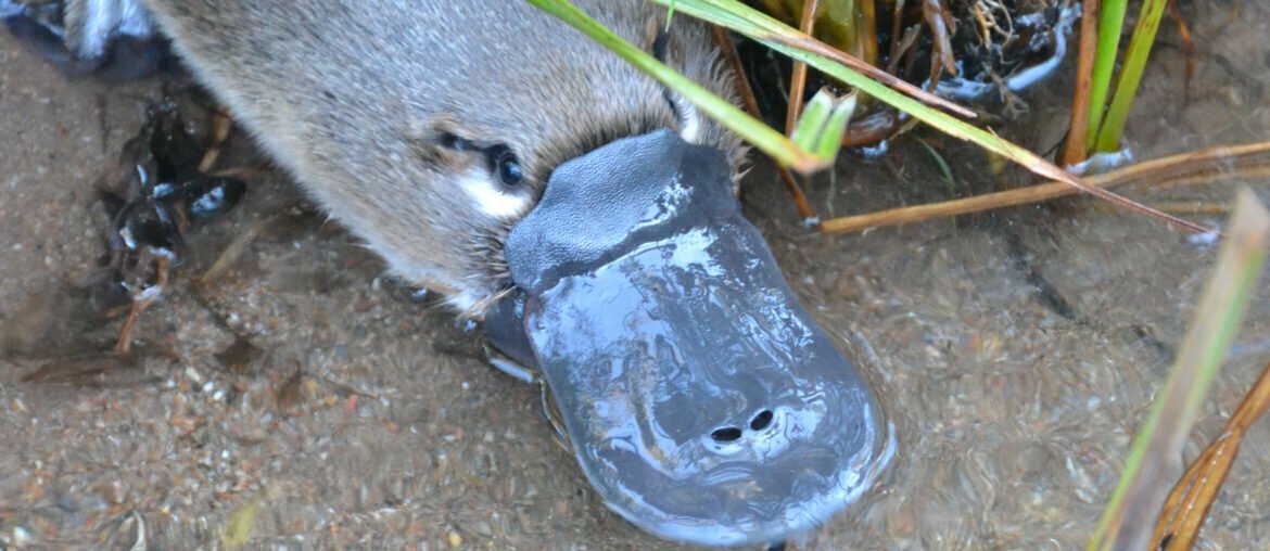 A native Australian platypus nestles its bill in shallow water, surrounded by grasses. the sky is reflected on the surface of the water. Photo credit: Australian Platypus Conservancy.