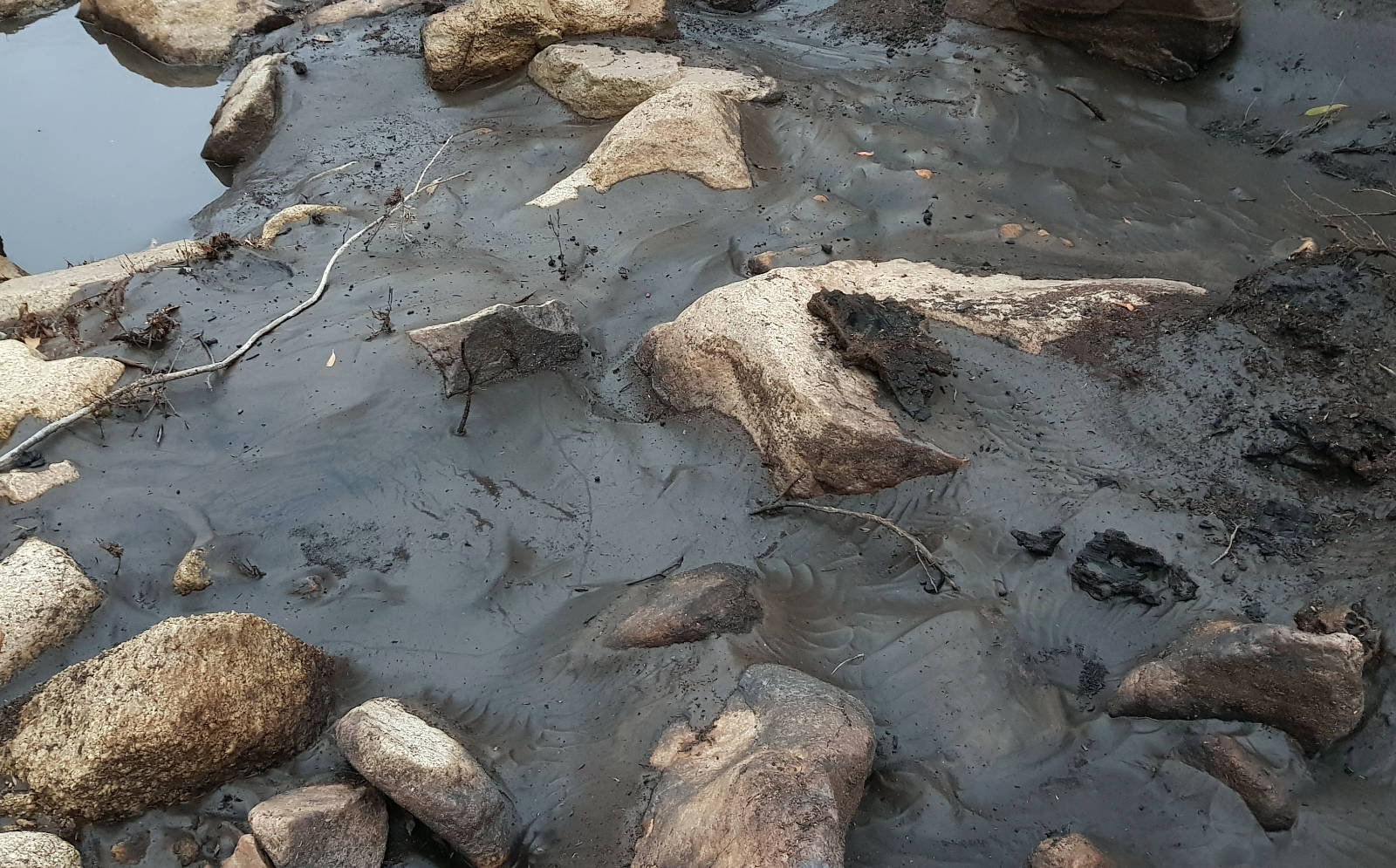 Thick layers of bushfire ash and sediment wash into the Upper Murrumbidgee river, smothering macroinvertebrate habitat.