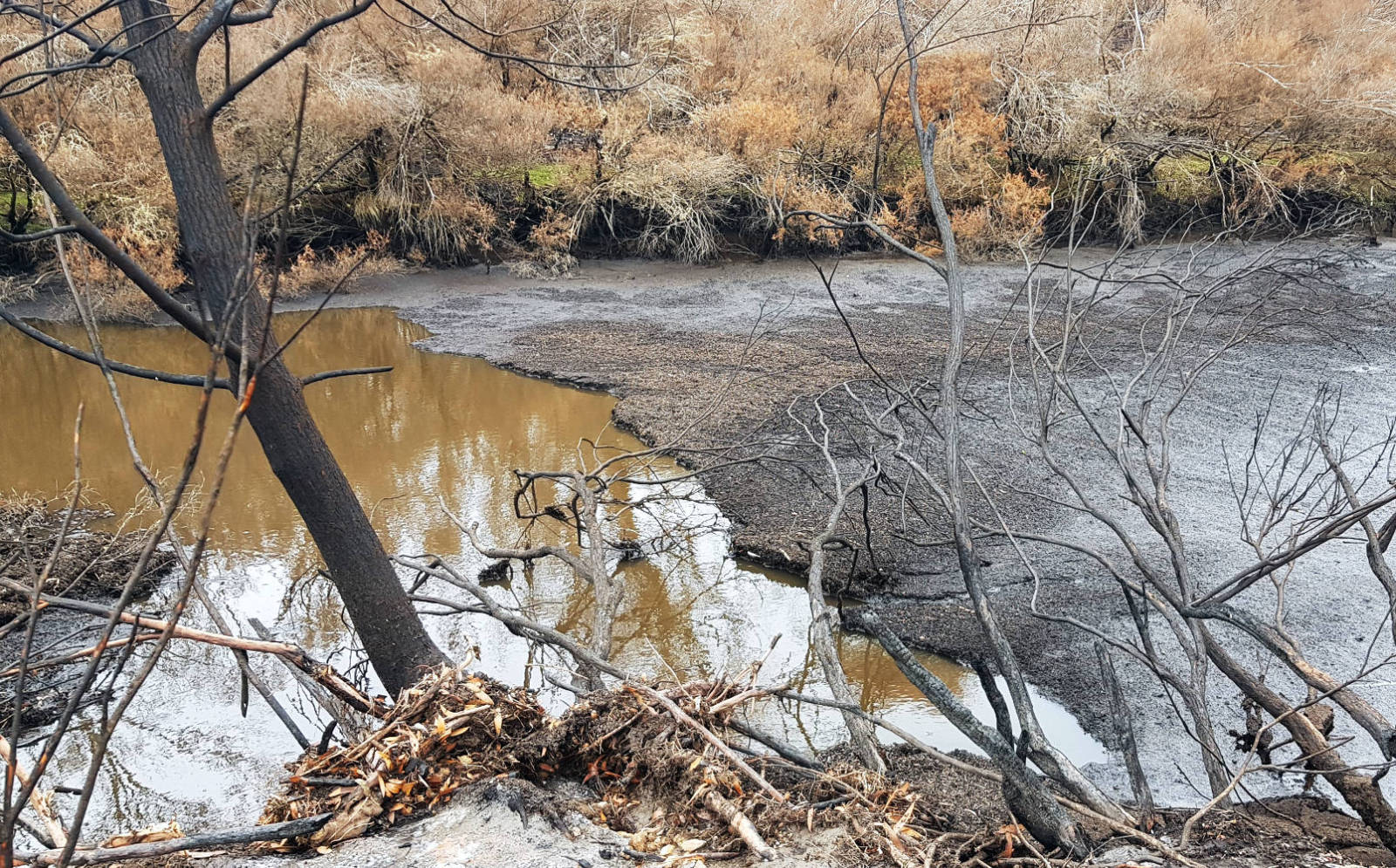 This section of the Upper Murrumbidgee has endured a thick flow of ash which has turned the water black. Photo credit: Antia Brademann.