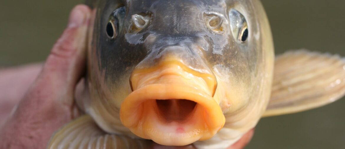 A pair of male hands holds a carp up to the camera in this close-up shallow depth-of-field photo. The carp has its and mouth open.