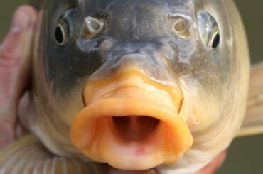 A pair of male hands holds a carp up to the camera in this close-up shallow depth-of-field photo. The carp has its and mouth open.