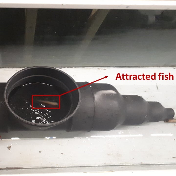 A photograph from above of a fishway entrance system at the UNSW Water Research Laboratory. Inside, a juvenile Silver perch can be seen.