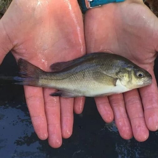 A Macquarie Perch is held gently out of the water by human hands.