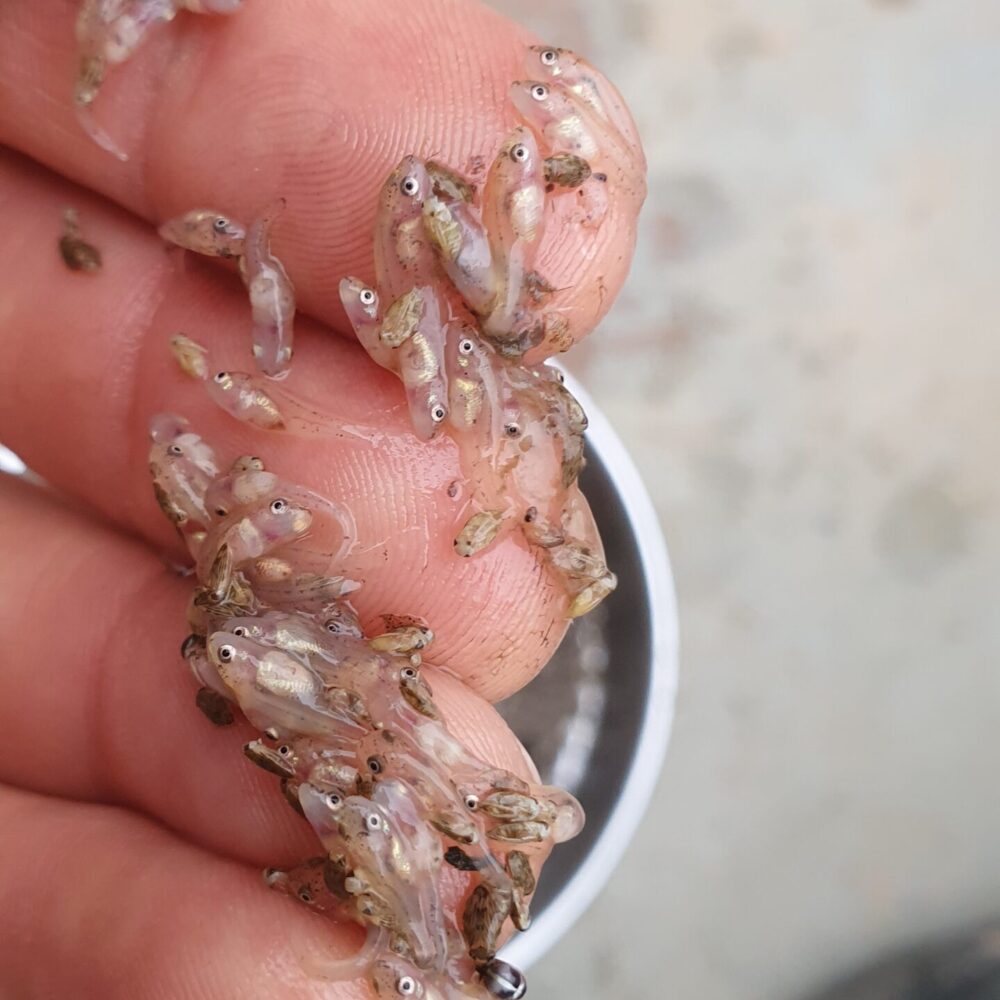 Murray cod larvae cover the fingers of a researcher in this close-up photograph.