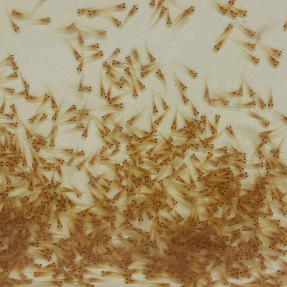 Hundreds of Murray cod larvae are seen in a laboratory environment, photographed up-close in a container.