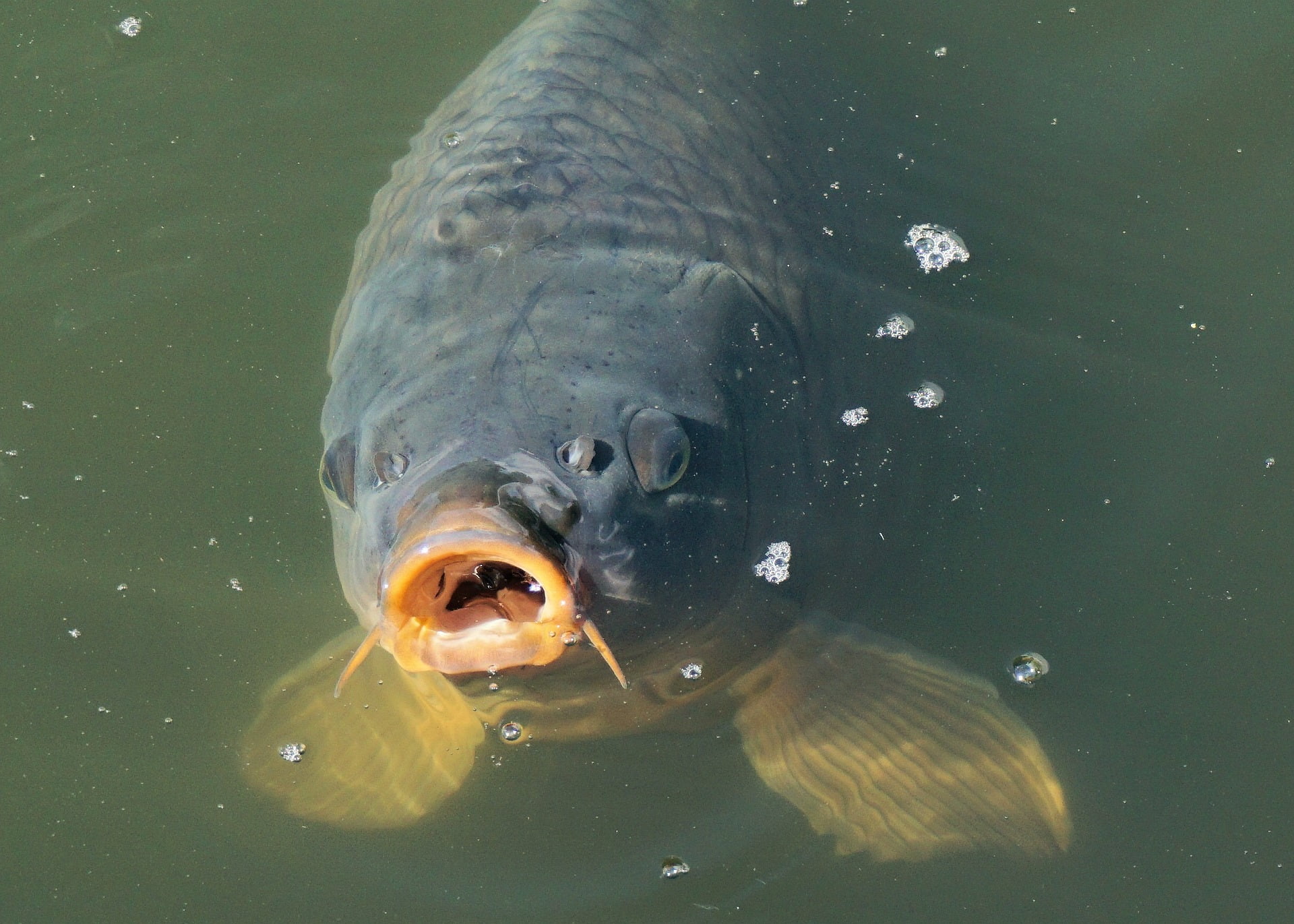A very large carp breaks the surface of the water, fins visible just below the surface.