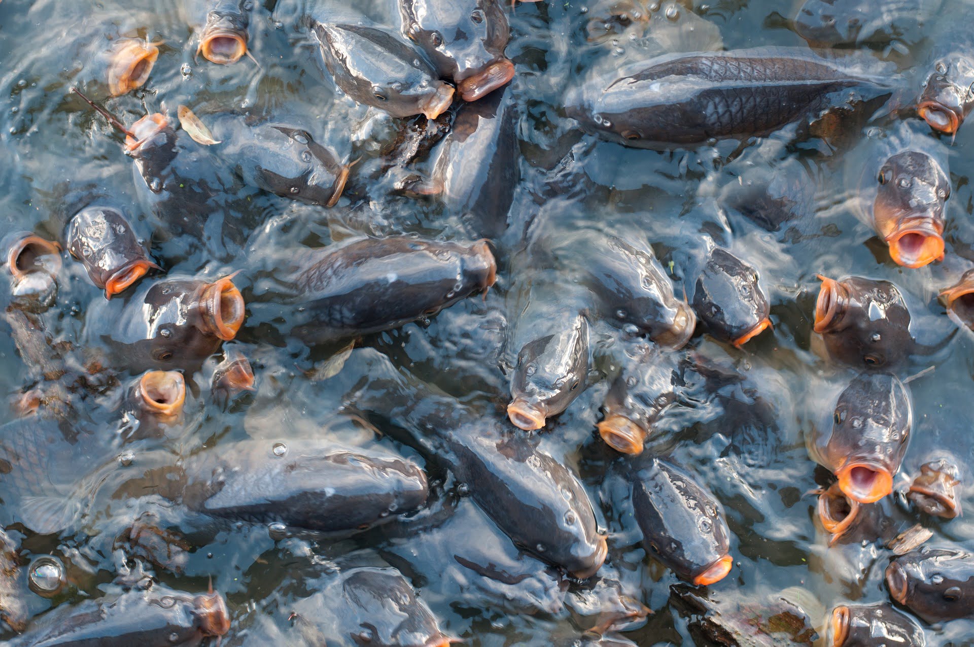 Dozens of carp swim and writhe over one another in an incredibly dense swarm.