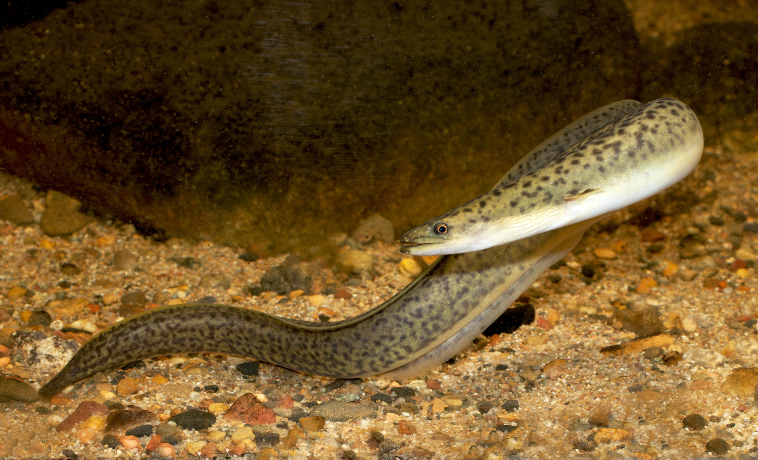 Long-finned eel whole body. Source: Gunther Schmida