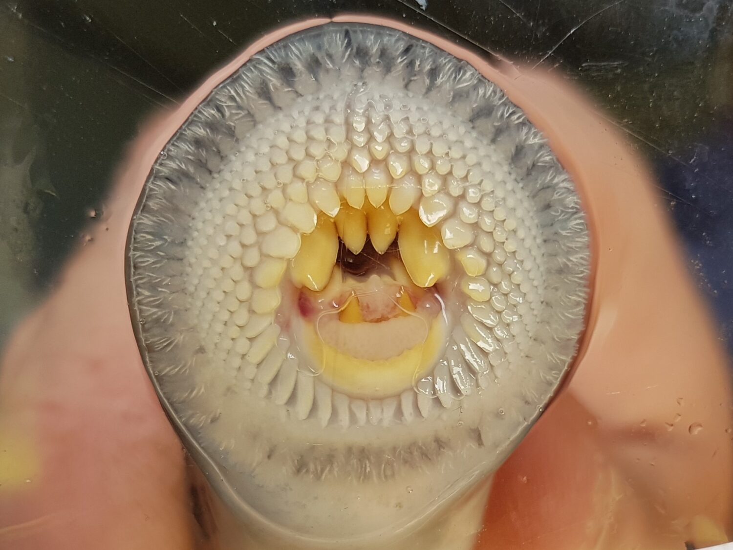 Pouched Lamprey teeth. Source: CSIRO/SARDI